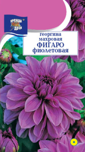 Георгина Фигаро Фиолетовая махровая  купить