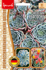 Эхеверия Peacockii (Benary) купить