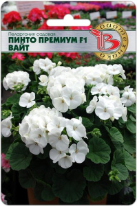 Пеларгония Пинто Премиум F1  Вайт купить