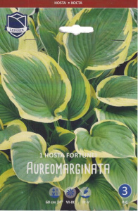 Хоста fortunei Aureomarginata /1шт купить
