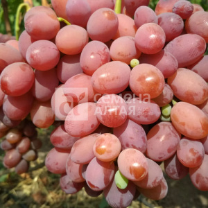 Виноград Подарок Ирине купить