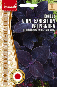 Колеус Гигант Эксибишн Палисандр (Giant Exhibition Palisandra) купить