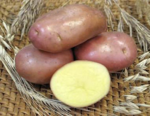 Картофель семенной Ред Скарлет 1кг/20 купить