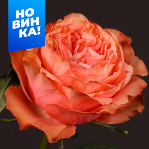 Роза Кахала купить