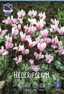 Цикламен hederifolium (TR) (1х1шт) купить