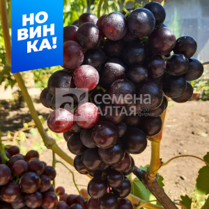 Виноград Али-Баба купить