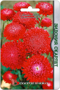 Астра Зидония Скарлет купить