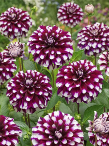 Георгина декоративная Mystery Day /1шт купить