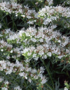 Иссоп лекарственный Нектар Уайт белый С1 мн0281м купить