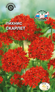 Лихнис Скарлет купить