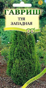 Туя западая Канди Страйп  купить