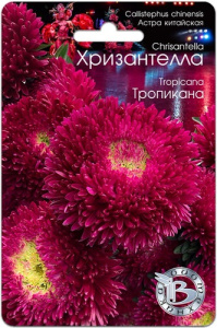 Астра Хризантелла Тропикана  купить