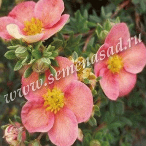 Лапчатка Гламур Герл кустарниковая ЦК купить