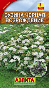 Бузина черная Возрождение  купить