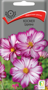 Космея Царевна купить