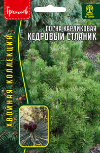 Сосна Кедровый Стланик карликовая купить