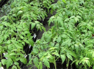 Томат Финиш рассада 1шт /24 купить