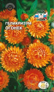 Гелихризум Огонёк  купить