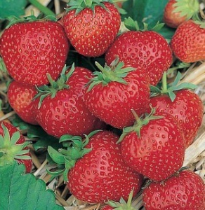 Земляника Ред Гонтлет (поздняя, крупноплодная) купить