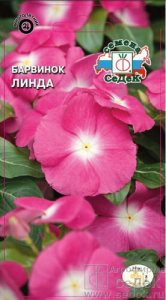 Барвинок Линда  купить