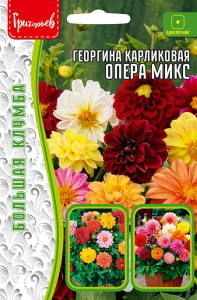 Георгина Опера микс карликовая  купить