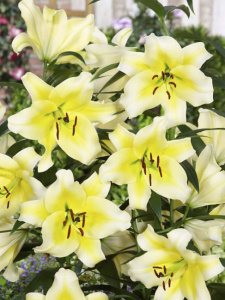 Лилия ОТ-гибрид Conca d'Or (1х3шт) купить