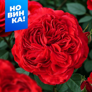 Роза Ред Леонардо да Винчи купить