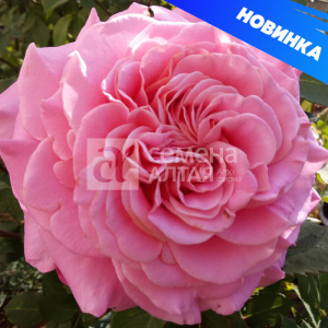 Роза Эшли купить