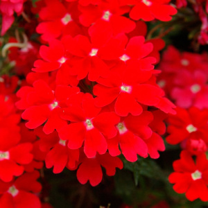 Вербена гибридная Кварц Скарлет ХР (алая) 1шт В101/40 купить