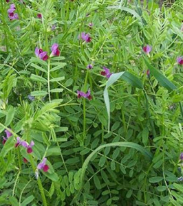 Вика-Овсяная Смесь купить