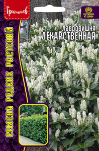Лавровишня Лекарственная купить