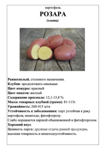 Картофель Розара А5 фото купить