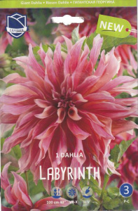 Георгина Лабиринт /1шт купить