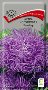 Астра Картейзер коготковая купить