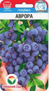 Голубика Аврора  купить