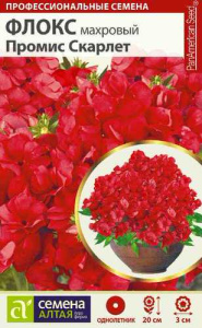 Флокс Промис Скарлет махровый купить