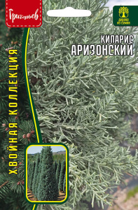 Кипарис Аризонский купить