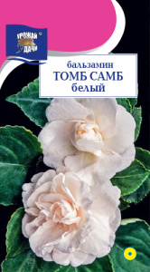 Бальзамин Том Самб Белый  купить