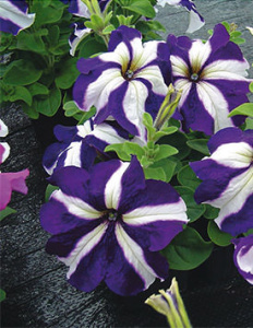 Петуния крупноцв. Танго Блю Стар (синяя со звездой) П370/54шт купить