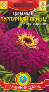 Цинния Пурпурный принц  купить