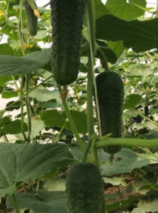 Огурец Голландия (Трилоджи) 1шт купить