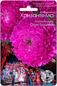 Астра Хризантелла Огни Бродвея купить