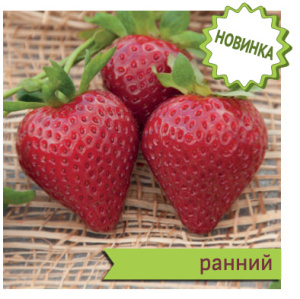 Земляника Квики садовая купить
