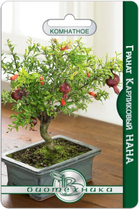 Гранат Карликовый Нана купить