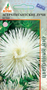Астра Гигантские Лучи Белая купить