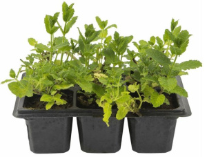 Мята Ворожея 1шт об050/1 купить