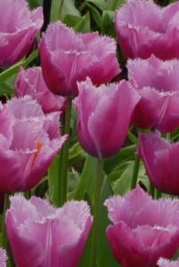 Тюльпан бахромчатый "Louvre" (1х10шт) купить