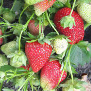 Земляника Крымская ранняя (ранний, десертный) купить