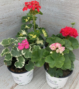 Пеларгония декоротивнолиств. в ассортименте 1шт П240/24 купить