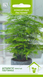 Аспарагус перистый Паутинка купить